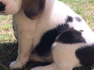 Štenci Bigla na prodaju