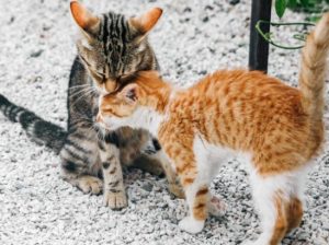 Udomljavanje mačića