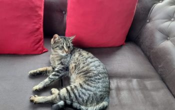 Izgubljena mačka