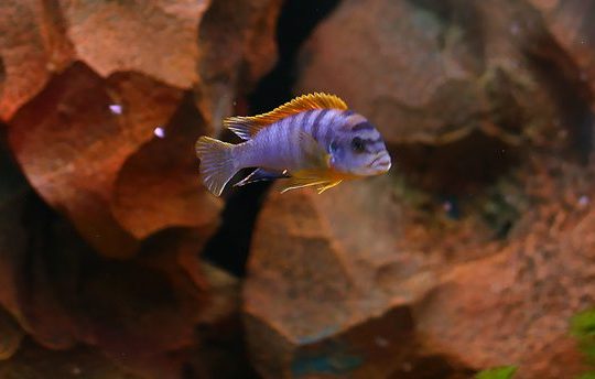 Prodaja opreme za akvaristiku i ribica