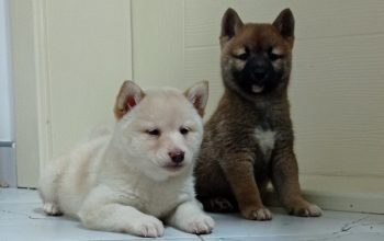 shiba inu stenci