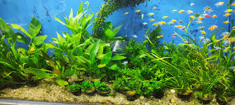 Akvaristika