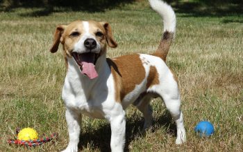 Izgubljen muzjak Jack Russel Terriera