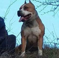Štenci američkog staford terijera