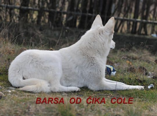Beli švajcarski ovčar, kratkodlaka mlada ženka