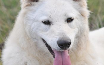 Beli švajcarski ovčar, mlada ženka Šampion Srbije