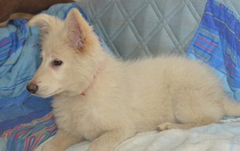 Beli švajcarski ovčar, štenci na prodaju