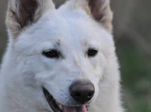 Beli švajcarski ovčar, kratkodlaka mlada ženka