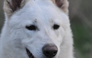 Beli švajcarski ovčar, kratkodlaka mlada ženka