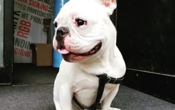 Francuski buldog slobodan za parenje