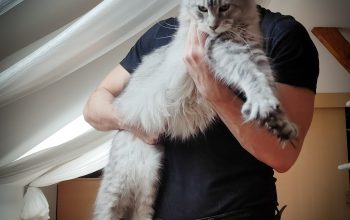 Maine Coon / Mejn Kun mačići
