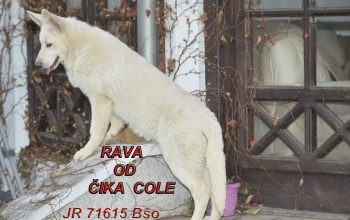 Beli švajcarski ovčar, mlade ženke-kratkodlake