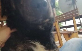 Nestao pas sa slike u okolini 5.kvarta SU