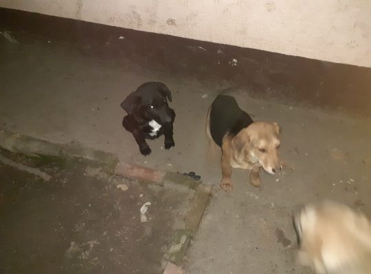 Poklanjam preslatke mesance!