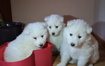 Prodaja stenaca Samojeda