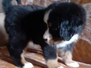 stene bernskog planinskog