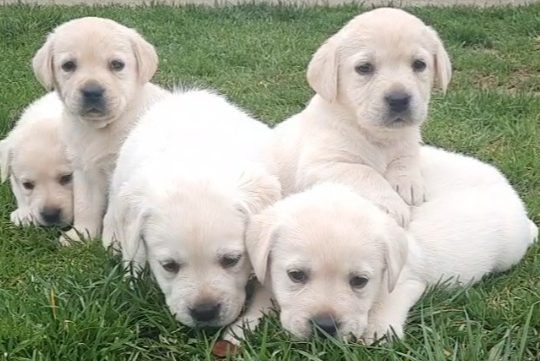 Labrador štenci