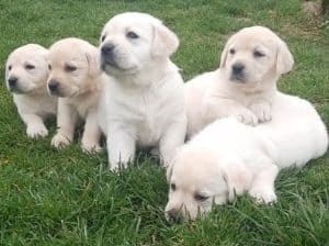 Labrador štenci