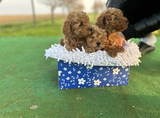 Toy Pudle