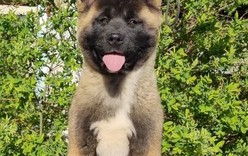 Americka akita