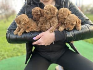 Toy Pudle