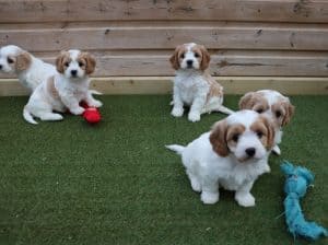 Beautiful Cavachon puppies