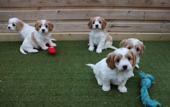 Beautiful Cavachon puppies