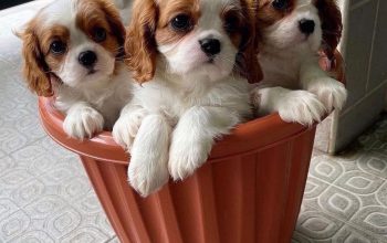 The handsome cavalier King Charles,