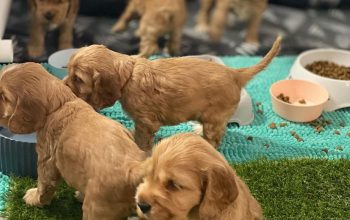 Cocker spaniel puppies.