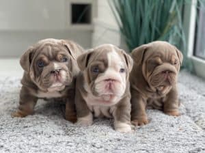 Magnificent English Bulldog puppies