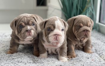 Magnificent English Bulldog puppies