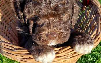 Lagotto romagnolo štenci