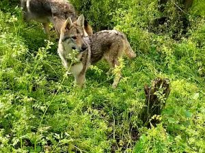 Čehoslovački vučiji pas