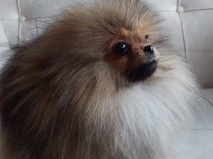 Pomeranac BOO