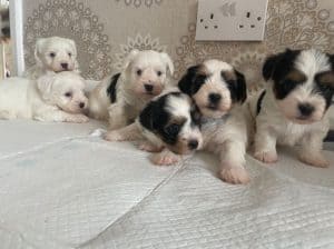 Prelepi štenci biver terijera,