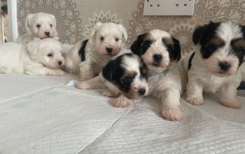 Prelepi štenci biver terijera,