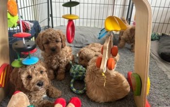 Beautiful kavapu puppies,