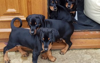 A beautiful Doberman puppy,