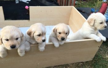 Cute Golden retriever,