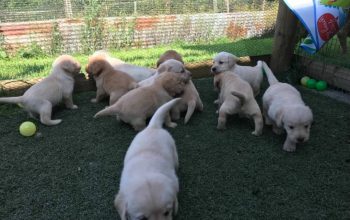 Avesome labrador štenad