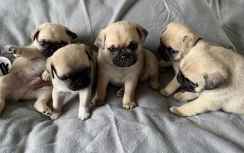Stunning pug puppies,