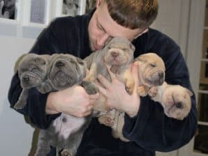 Extraordinary Shar Pei puppies,