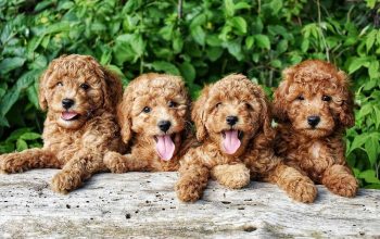 Beautiful toy poodle puppies,