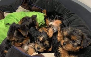 Excellent Yorkie puppies.