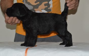 Veliki šnaucer žensko štene