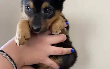 Bobi, pufna od 1.5kg traži dom