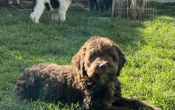 Lagotto romagnolo psi svih uzrasta
