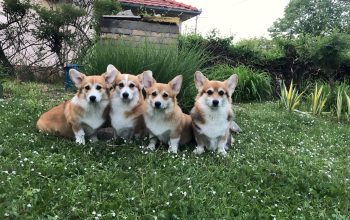 Velski corgi pembrok