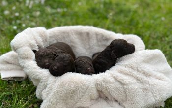Lagotto romagnolo štenci