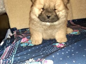 Chow chow